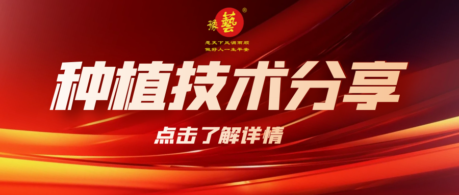 要想種出精品率高的胡蘿卜，這7點要注意！